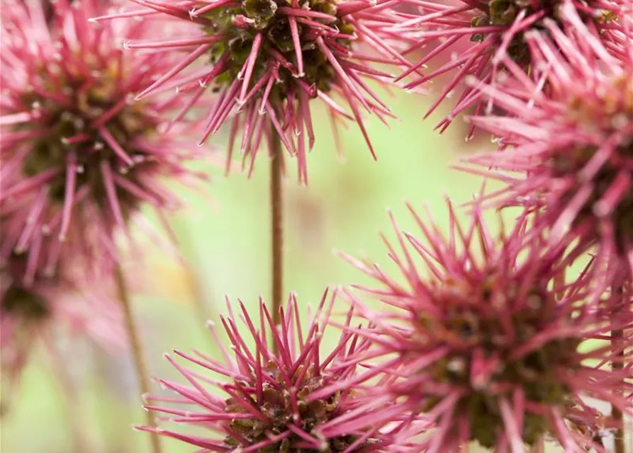 Garten-Stachelnüsschen 'Kupferteppich'