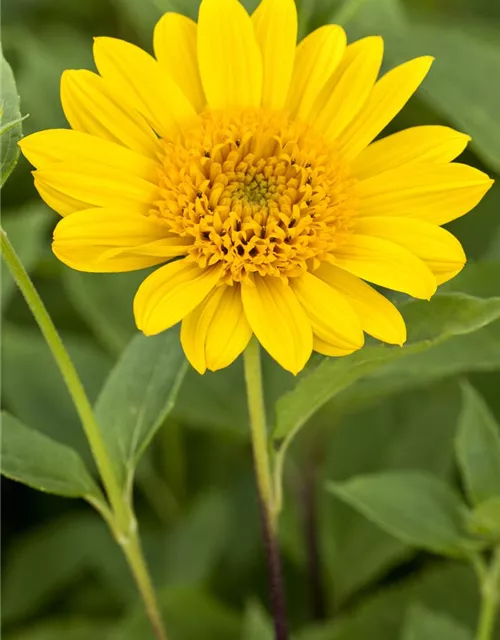 Garten-Stauden-Sonnenblume 'Capenoch Star'