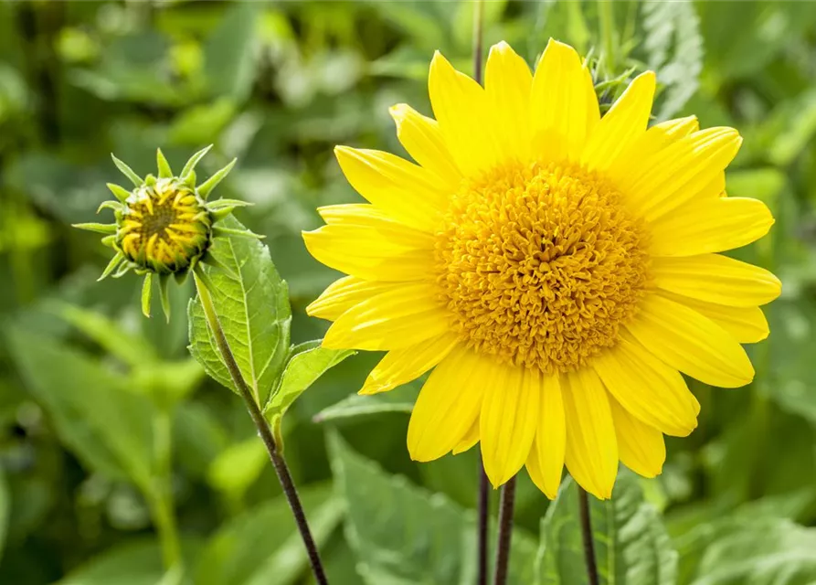 Garten-Stauden-Sonnenblume 'Capenoch Star'