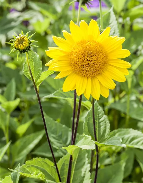 Garten-Stauden-Sonnenblume 'Capenoch Star'