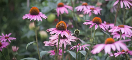 Garten-Scheinsonnenhut 'Purple Prairie'