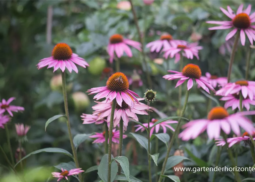 Garten-Scheinsonnenhut 'Purple Prairie'