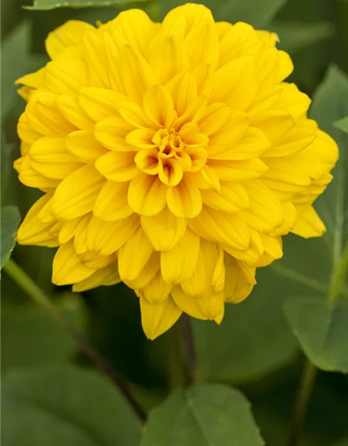 Garten-Stauden-Sonnenblume 'Loddon Gold'