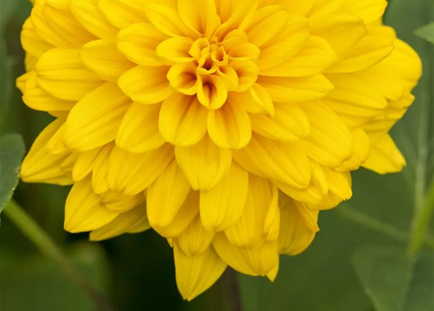 Garten-Stauden-Sonnenblume 'Loddon Gold'