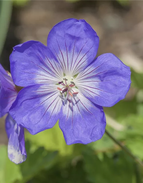 Garten-Storchschnabel 'Lilac Ice'®