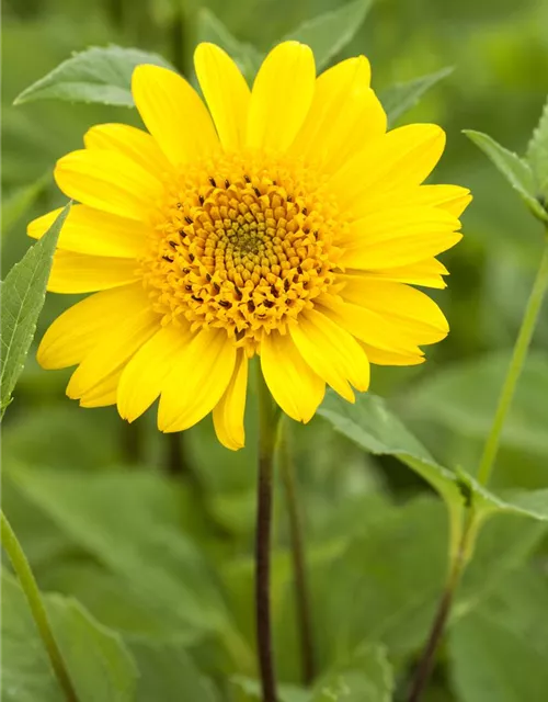 Garten-Stauden-Sonnenblume 'Meteor'