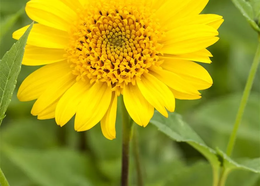 Garten-Stauden-Sonnenblume 'Meteor'