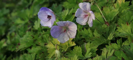 Garten-Storchschnabel 'Lilac Ice'®