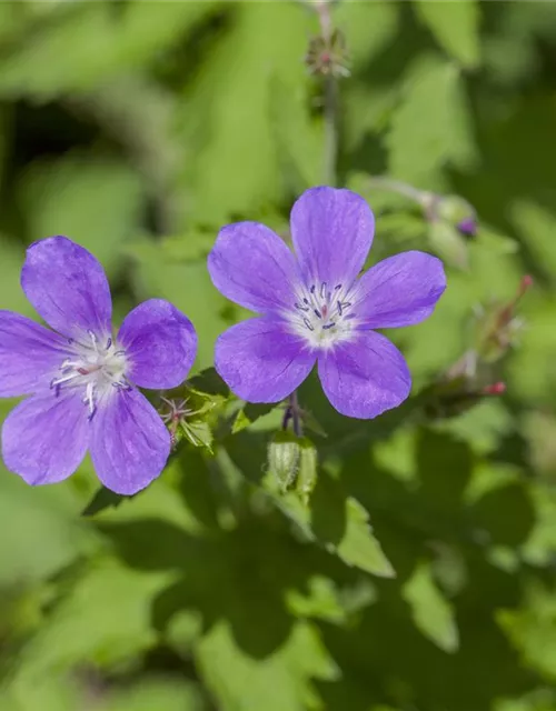 Garten-Storchschnabel 'Mayflower'