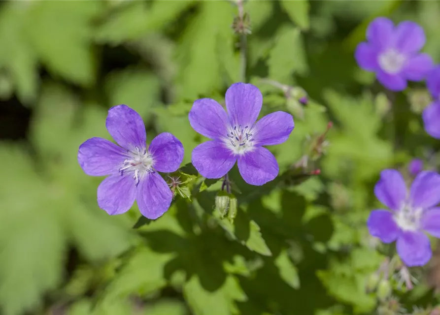 Garten-Storchschnabel 'Mayflower'
