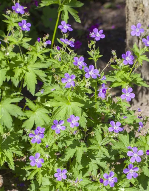 Garten-Storchschnabel 'Mayflower'