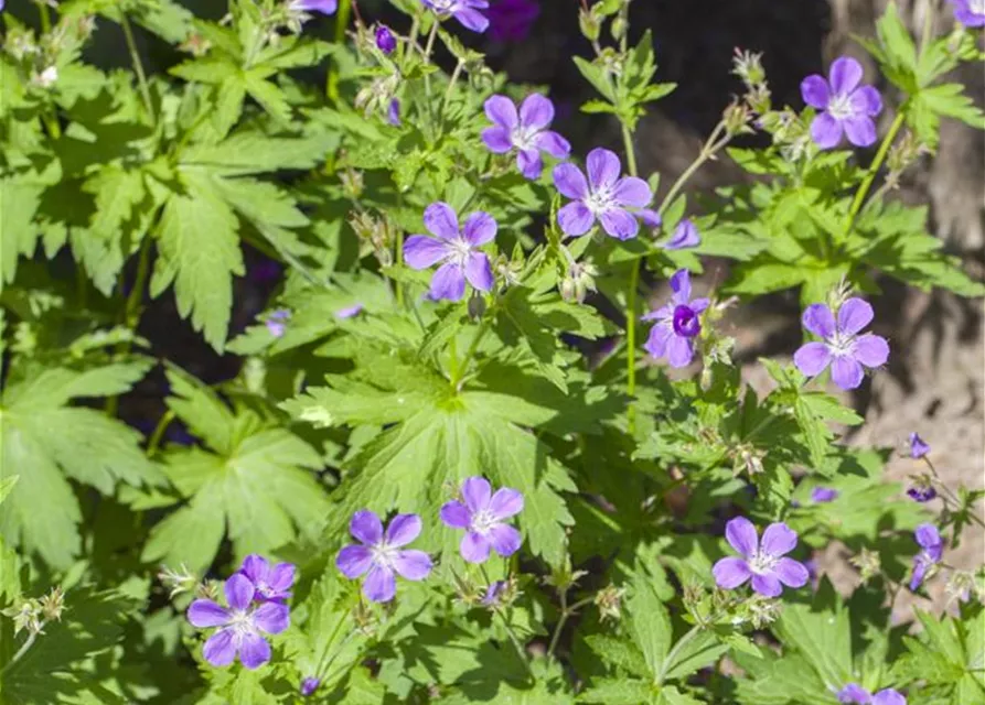 Garten-Storchschnabel 'Mayflower'