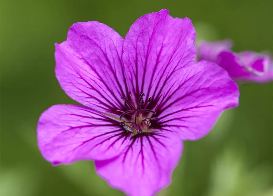 Garten-Storchschnabel 'Patricia'