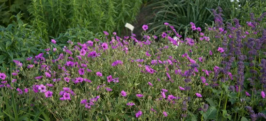 Garten-Storchschnabel 'Patricia'