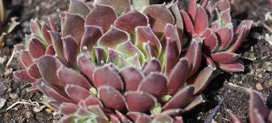 Garten-Steinrose 'Pilatus'