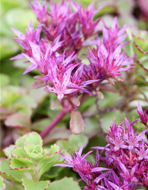 Garten-Teppich-Fettblatt 'Fuldaglut'