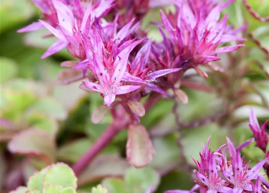 Garten-Teppich-Fettblatt 'Fuldaglut'