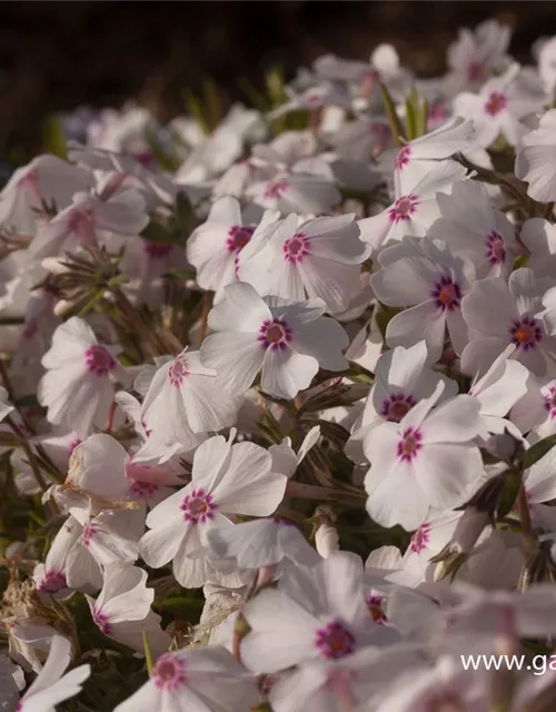 Garten-Teppich-Flammenblume