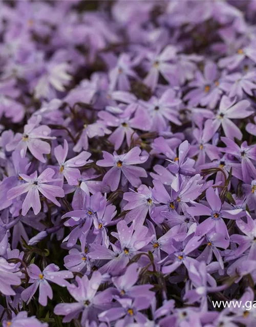 Garten-Teppich-Flammenblume