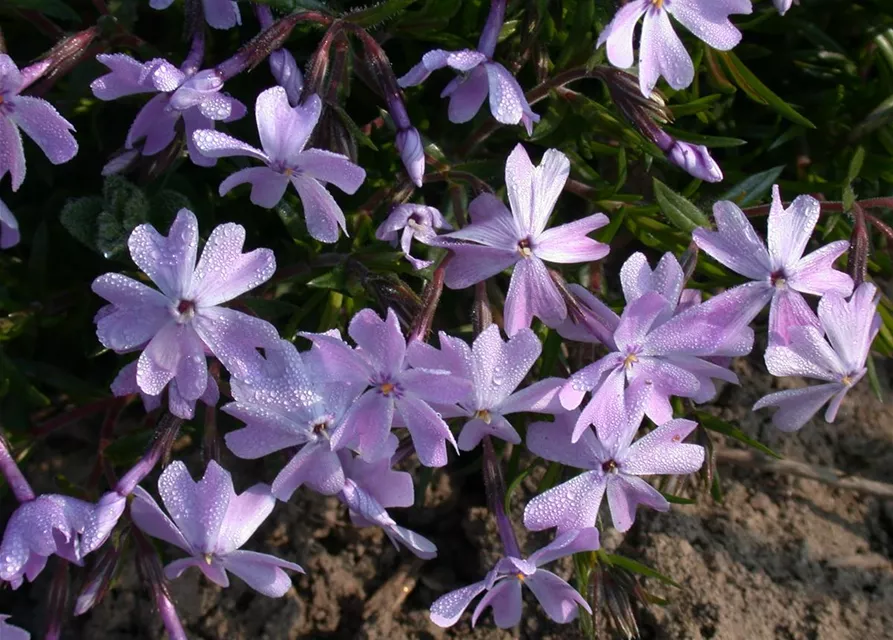 Garten-Teppich-Flammenblume
