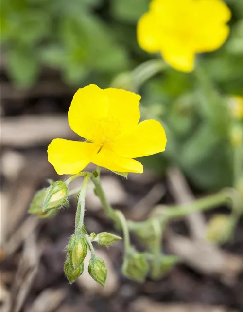 Garten-Sonnenröschen 'Golden Queen'