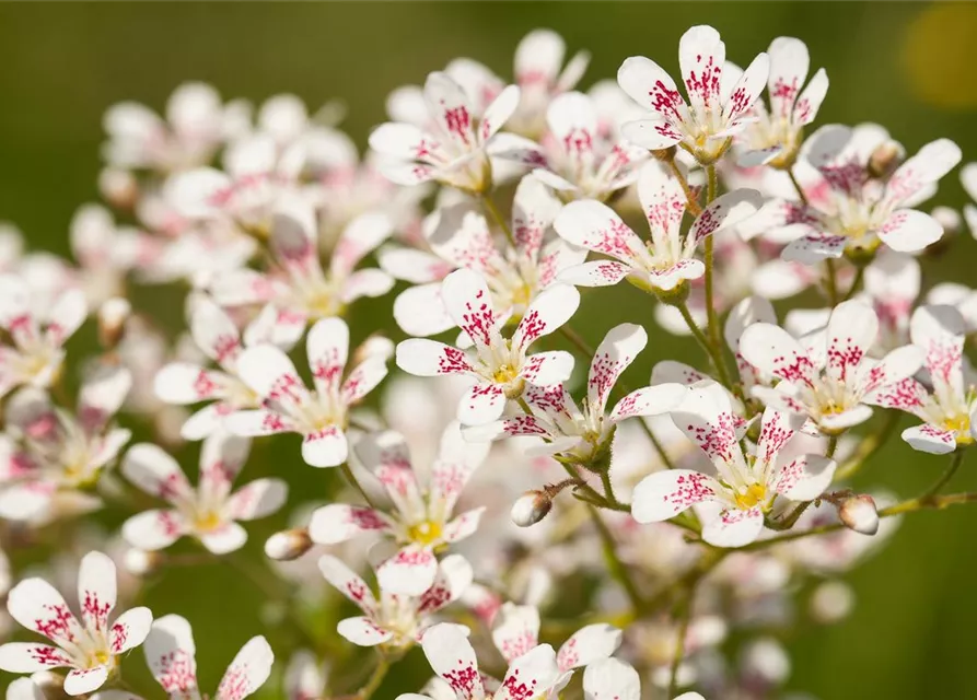 Garten-Strauch-Steinbrech 'Southside Seedling'