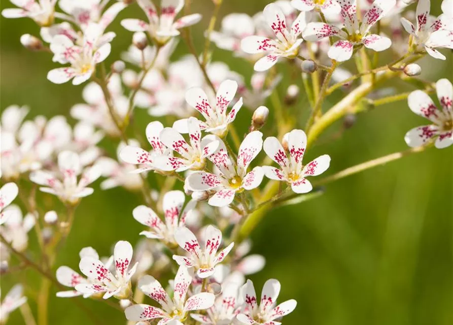 Garten-Strauch-Steinbrech 'Southside Seedling'