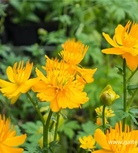 Garten-Trollblume 'Golden Queen' Garten-Trollblume 'Golden Queen'