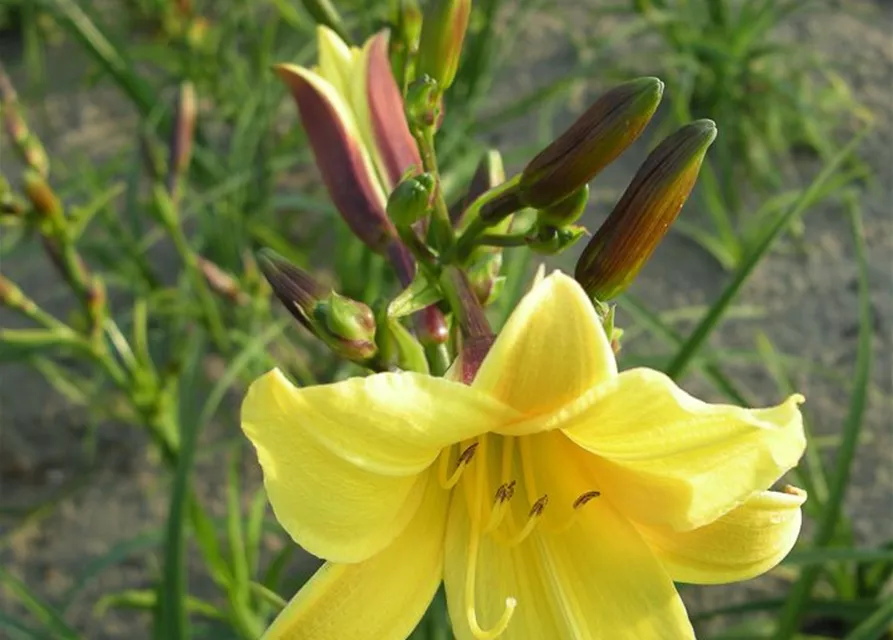 Garten-Taglilie 'Lemon Bells'