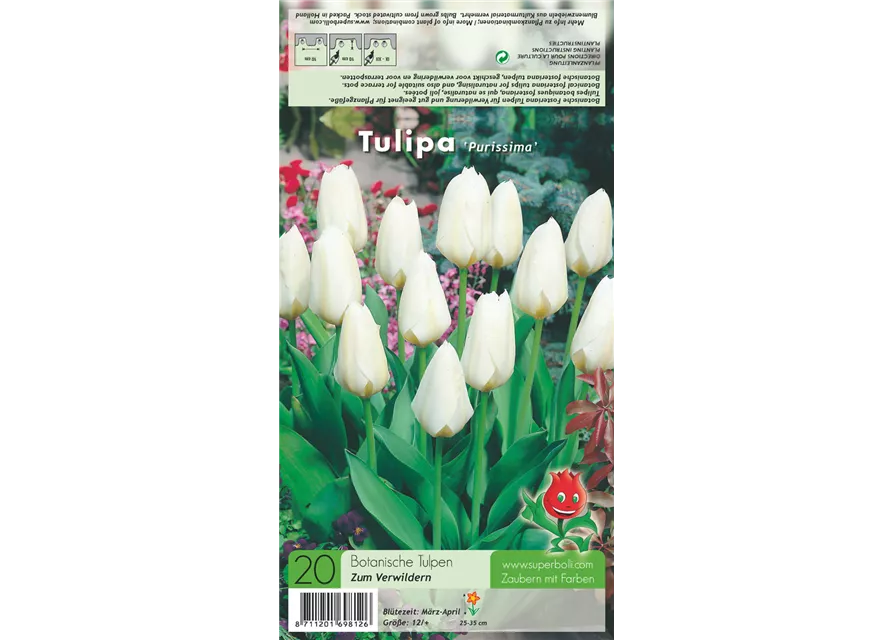 Garten-Tulpe 'Purissima'