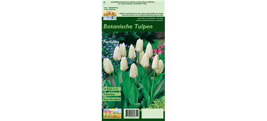 Garten-Tulpe 'Purissima'