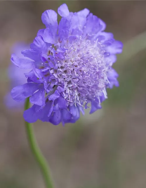 Garten-Tauben-Skabiose 'Butterfly Blue'