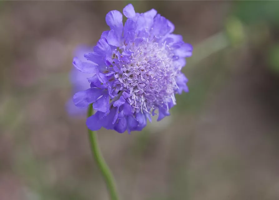 Garten-Tauben-Skabiose 'Butterfly Blue'