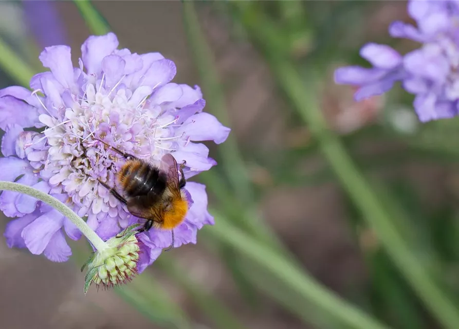 Garten-Tauben-Skabiose 'Butterfly Blue'