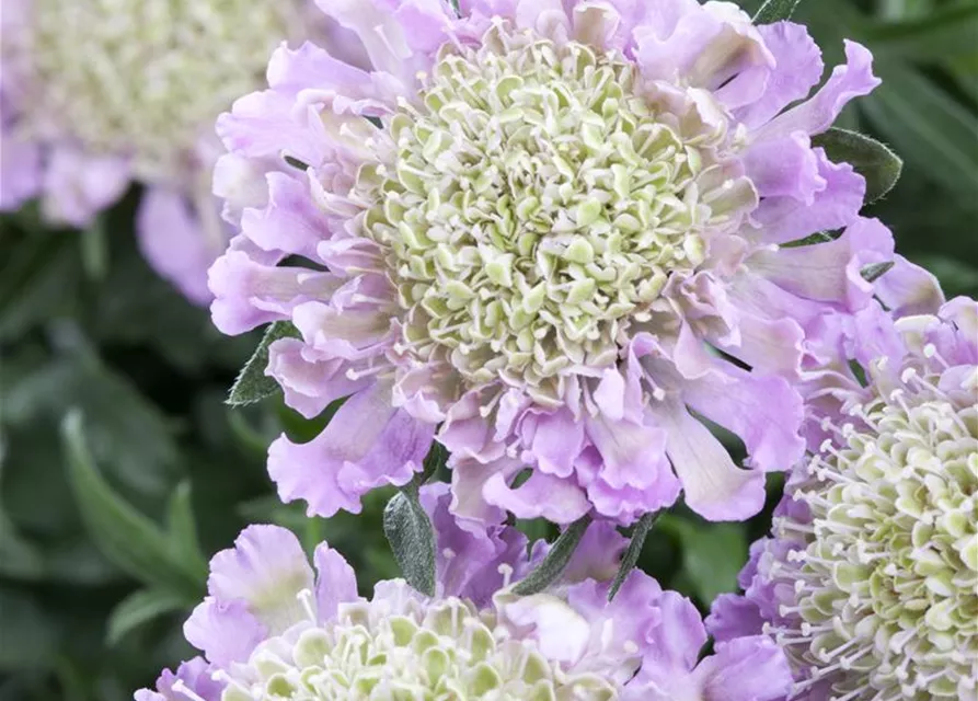 Garten-Tauben-Skabiose 'Pink Mist'