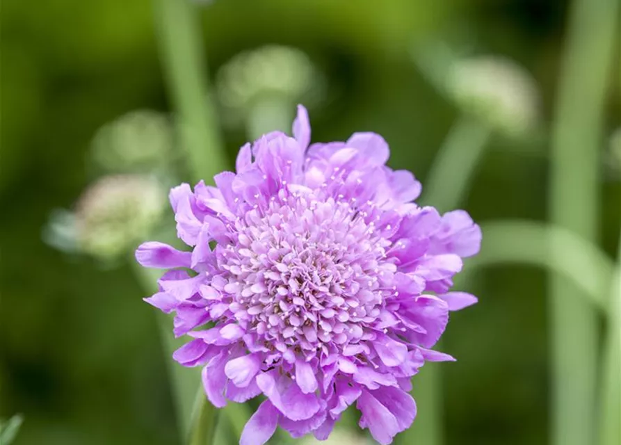 Garten-Tauben-Skabiose 'Pink Mist'