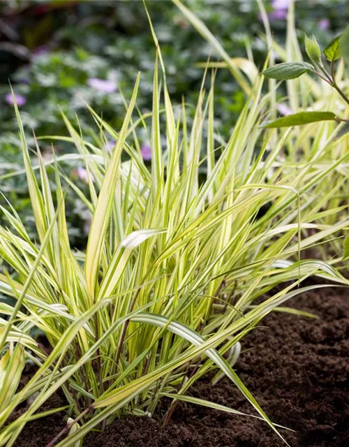 Garten-Ziergras 'Aureola'