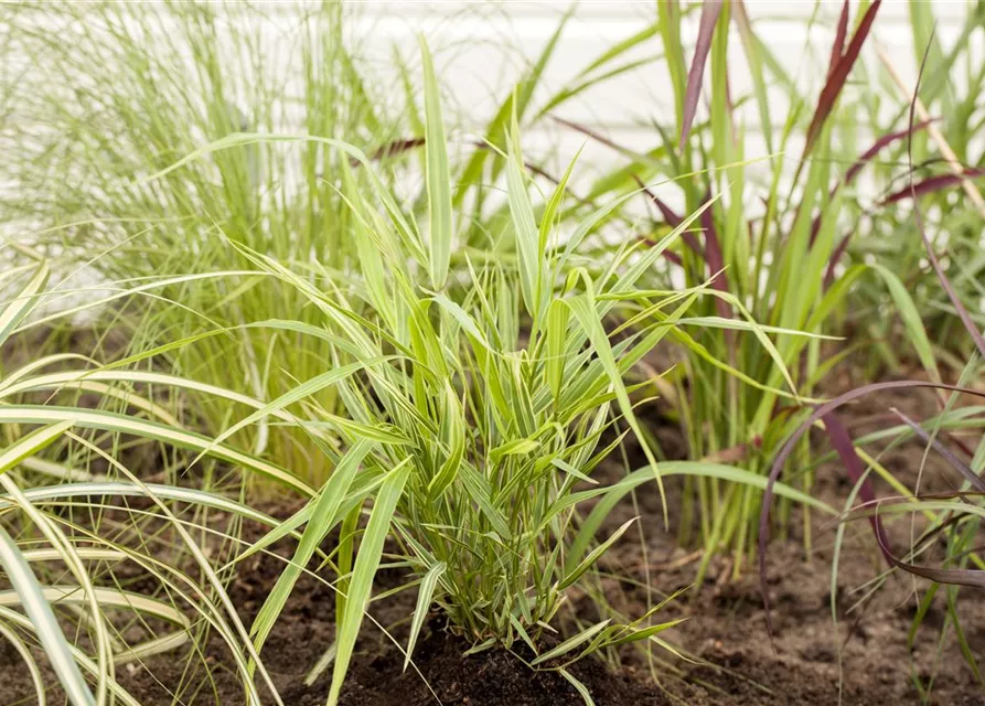 Garten-Ziergras 'Aureola'