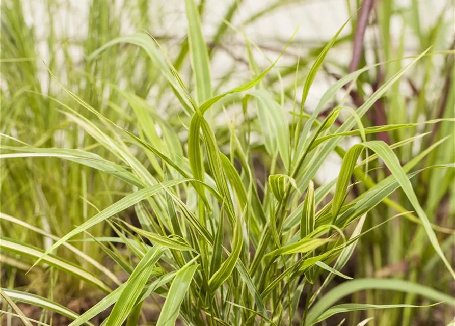Garten-Ziergras 'Aureola'