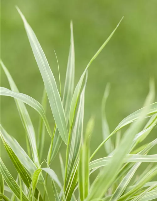 Garten-Ziergras 'Aureola'