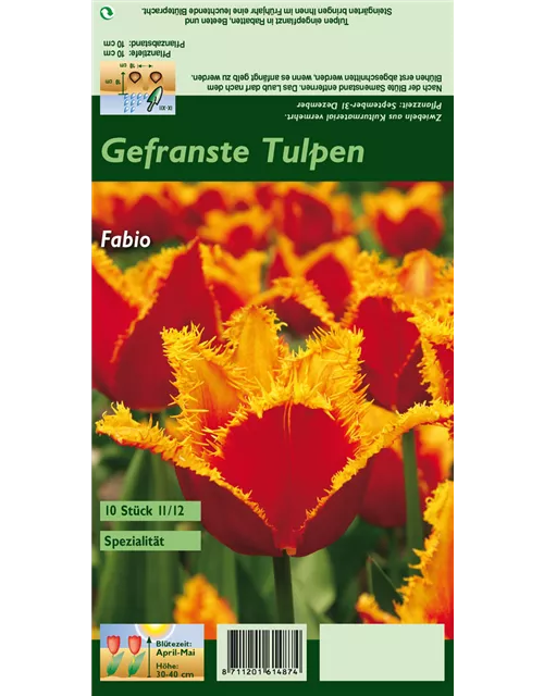 Gefranste Tulpe 'Fabio'