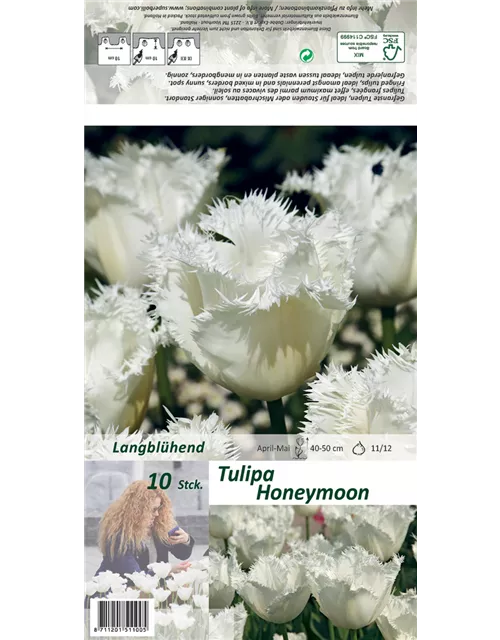 Gefranste Tulpe 'Honeymoon'