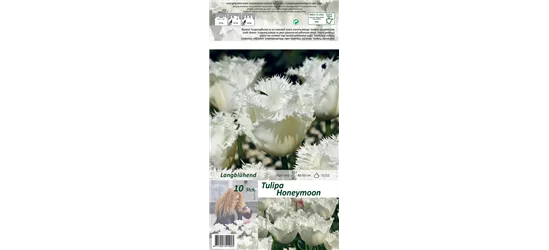 Gefranste Tulpe 'Honeymoon'