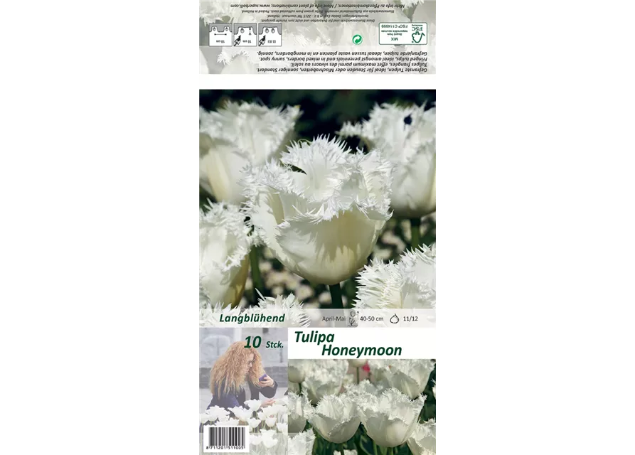 Gefranste Tulpe 'Honeymoon'