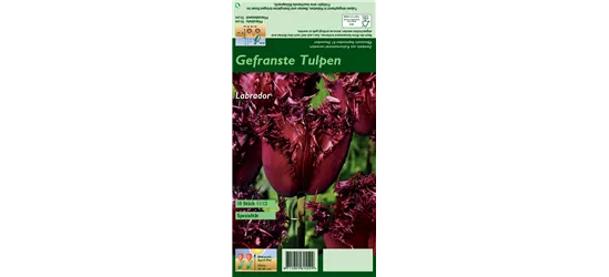 Gefranste Tulpe 'Labrador'