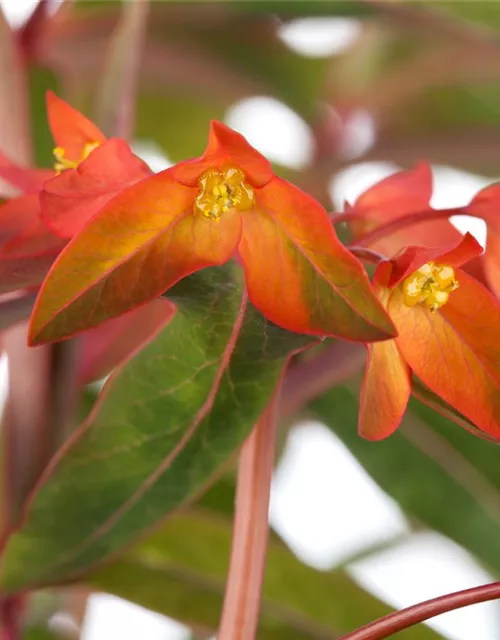 Garten-Wolfsmilch 'Fireglow'