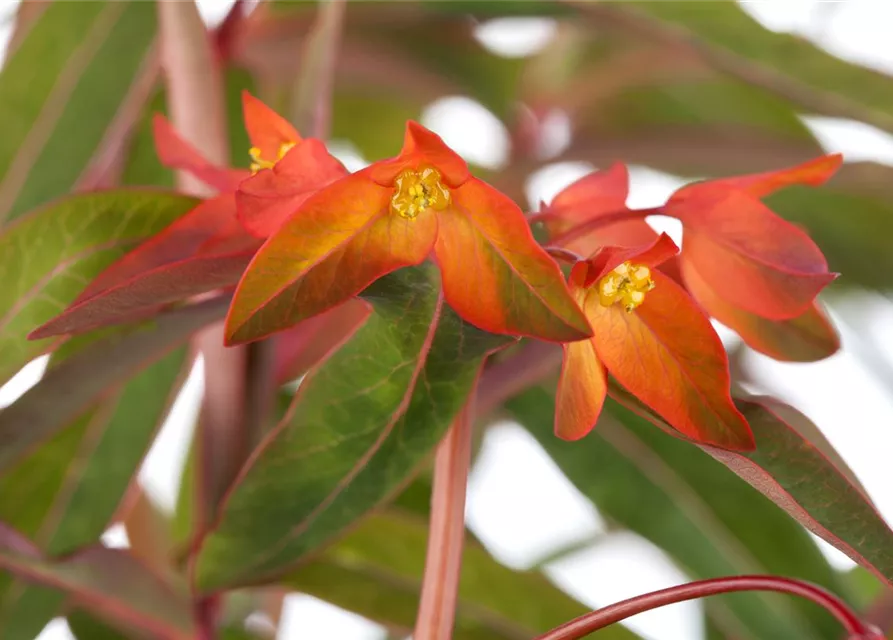 Garten-Wolfsmilch 'Fireglow'
