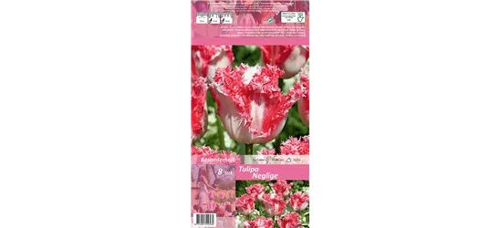 Gefranste Tulpe 'Neglige'