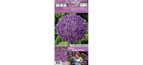 Garten-Zierlauch 'Globemaster' Garten-Zierlauch 'Globemaster'