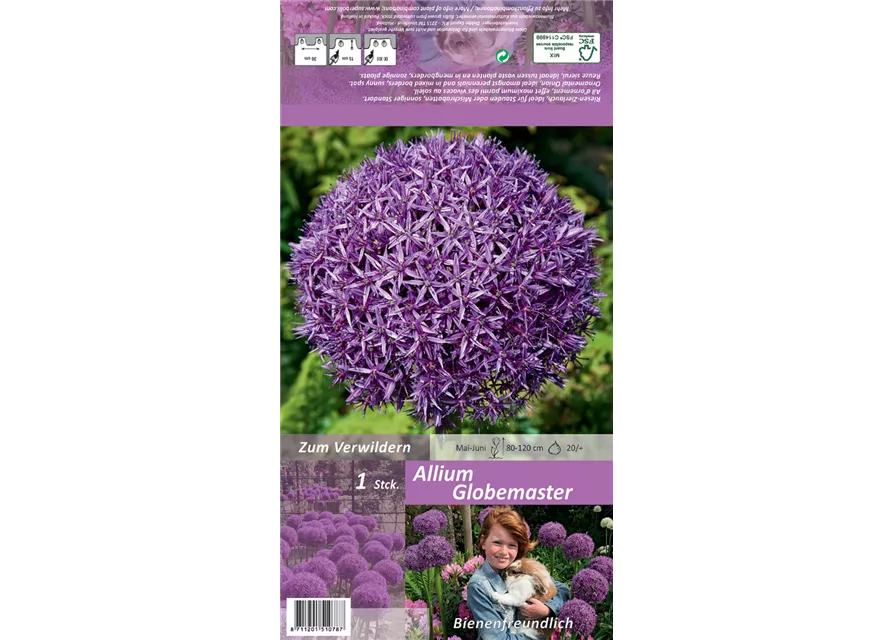 Garten-Zierlauch 'Globemaster'